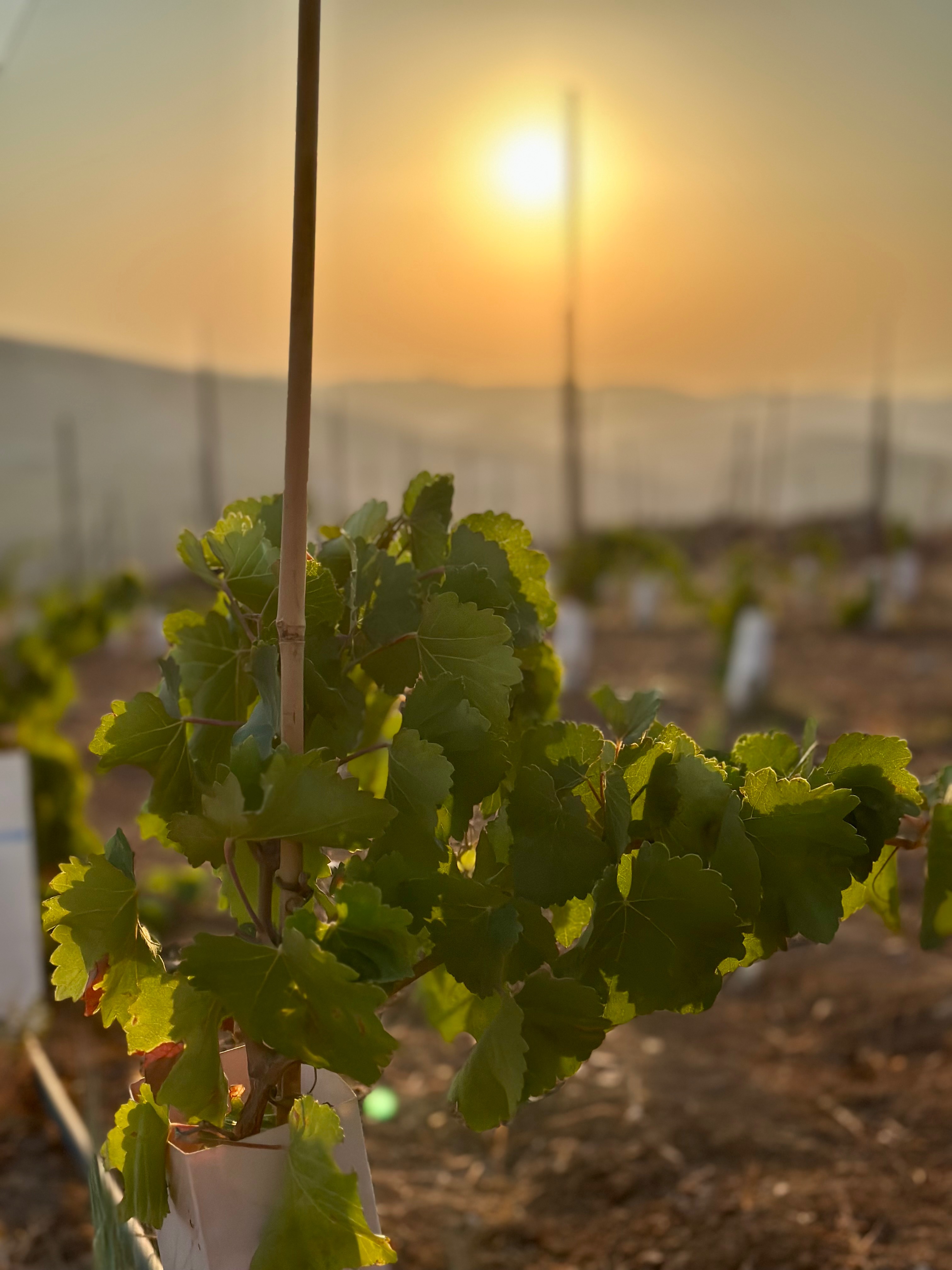 Young vine bathed in golden sunset light